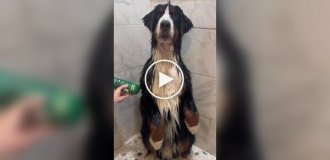 What does a Bernese Mountain Dog bathe look like