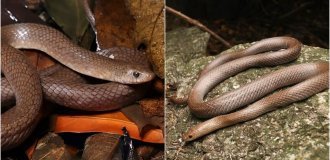 A unique species of snake was found in Thailand (5 photos)