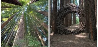Австралійський ліс із каліфорнійських секвою з вплітаннями магії (35 фото + 1 відео)