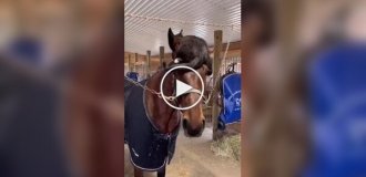 Кот и конь - братья навек