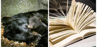 10 фактів, які змусять похитнутися ваші уявлення про реальність (11 фото)