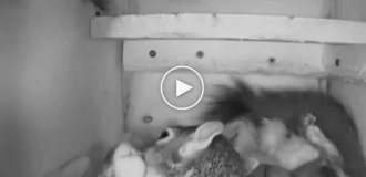 Squirrels kiss in their home