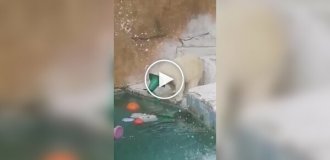 Нестандартное развлечение медведицы