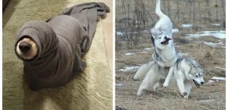 Собаки-улыбаки: 20 хвостатых, которые мастерски нарушают все законы гравитации и серьёзности (21 фото)