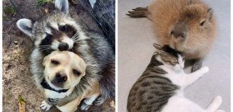 27 прикладів неймовірної дружби тварин, від якої світ стає добрішим (28 фото)