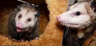 The Virginia opossum: stench, screams and garbage raids (11 photos)