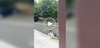 Кот начал воровать вещи и приносить их домой