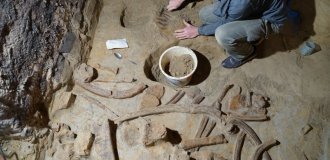 Чоловік знайшов у льоху останки гігантів Льодовикового періоду (4 фото)