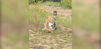 Опасная встреча кота с коброй