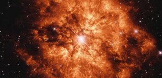 Буйный нрав Вольфа–Райе (1 фото)