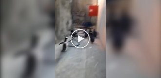 Пингвины попытались сбежать из зоопарка