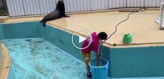 Тюлень развлекается во время уборки бассейна