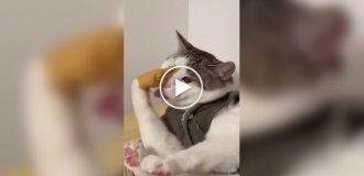 Коты и маленькие ручки