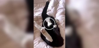 Animals (short videos). Release 83