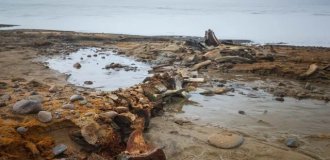 Remains of ancient whales were found in the Arctic at the site of a melted glacier (4 photos)