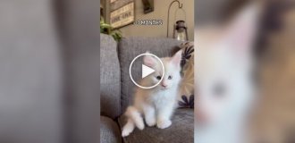 Как взрослеют мейн-куны