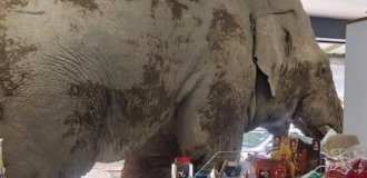 Elephant clears out cracker shelves in store (1 photo + 2 videos)