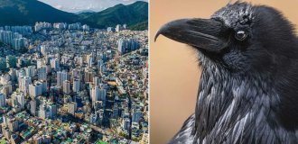Smart crows terrorize cities, attacking people and causing power outages (3 photos)