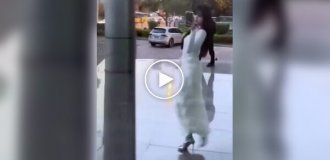 Странные видео (короткие видео). Выпуск 36