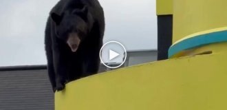 В американском Гатлинбурге медведь забрался на крышу театра