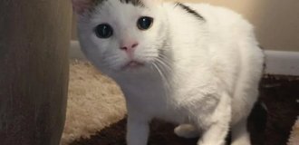 ПиДжей — самый невезучий кот на свете (9 фото + видео)
