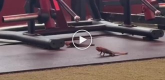 Lizards in the Gym