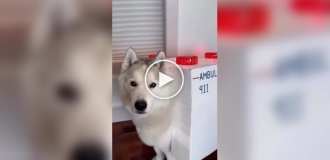 Лучший костюм для хаски