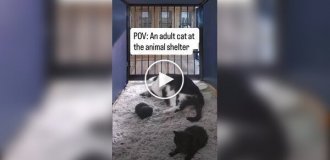 Музыкальная кормушка помогла кошке найти новый дом