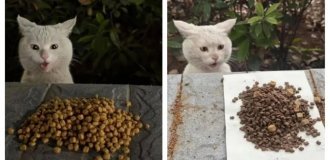 Street cat is surprised by food (5 photos)