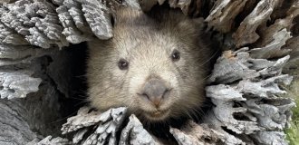 Вомбат: драки, шрамы, захват имущества (7 фото)