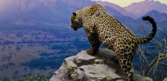 Jaguar: its presence suppresses the impudence of all other animals in the forest (11 photos)