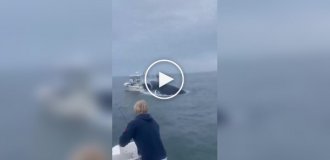 In the US, a whale jumped out of the water and capsized a fishing boat