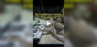 Хлопець спробував навчити восьминога грати на музичному інструменті