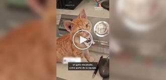 Бездомный кот получил должность в мексиканской компании