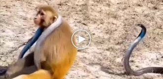 Monkey hangs snake around its neck