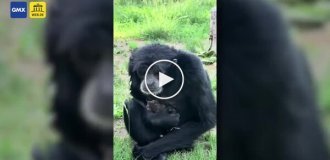 Обезьяна несколько минут охраняла заблудившегося птенца