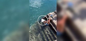 A man feeds a stingray