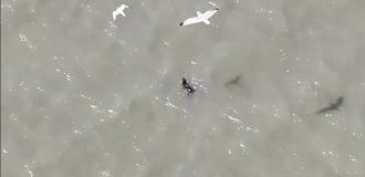 Щеня у відкритому морі пережило напад чайок (2 фото + 1 відео)