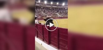 Бык вырвался с арены