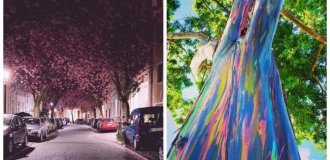 15 настільки унікальних і прекрасних дерев, що в їхнє існування складно повірити (16 фото)