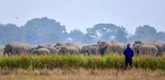 Індійці запустили програму від затоптування слоном (5 фото)