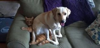 Смешные собаки, которым плевать на личное пространство (20 фото)