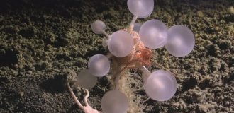 В Антарктиді знайшли одразу 30 моторошних і раніше невідомих науці істот (3 фото + відео)