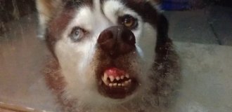 Топ психически нездоровых пород (13 фото)