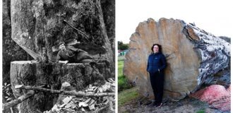 How New Zealand Loggers Taught Rivers to Work for Them (10 photos + 1 video)