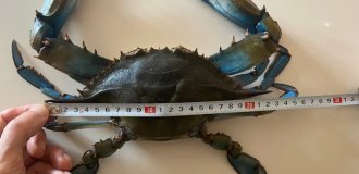 Сині краби: 97% їхніх смертей через напади один на одного з метою харчування (7 фото)