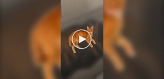 Котов теперь можно коллекционировать как покемонов