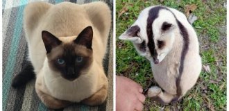 20 котоисторий  о том, в каких местах и за какими занятиями  пушистые предпочитают проводить осень (21 фото)