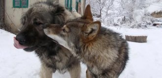 Какие породы собак победят волка или медведя? (11 фото)