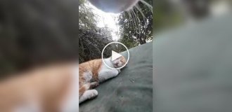 Життя кота від першої особи